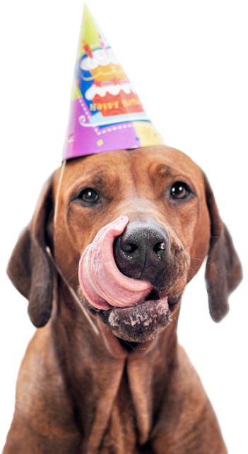 Birthday Dog